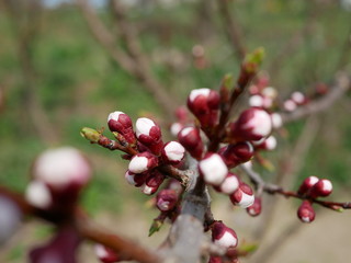 Beautiful apricot tree branch with tiny tender bud. Awesome spring blossom