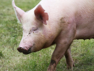 Portrait of a young pig at animal farm on green grass meadow