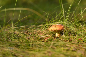 Mushroom among grass in the forest with sun spotlight