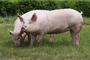 Pink growing pigs grazing on rural pig farm
