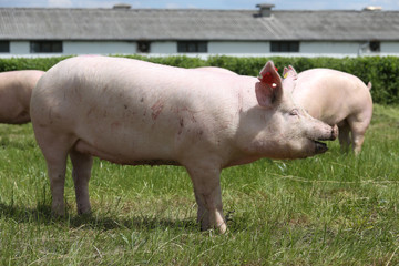 Side view photo of a young domestic pig