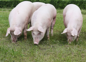 Closeup of a cute young pigs on animal farm outdoor