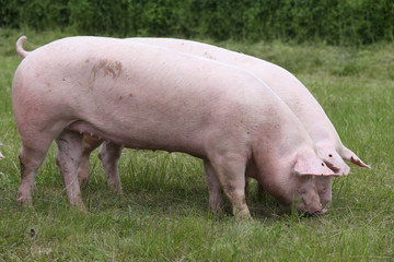 Duroc breed pigs graze on pasture at animal farm
