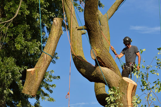 Arborist dismantling tree, holding log with ropes