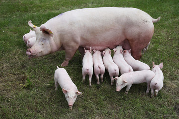 Photo from above a sow and her newborn piglets