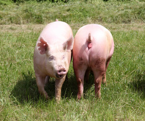 Two of growing domestic pig enjoying the sunshine on summer animal farm
