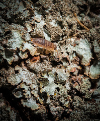 A woodlouse (Oniscidea) crawling on an old log