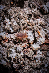 A woodlouse (Oniscidea) crawling on an old log
