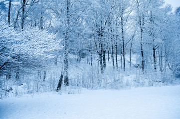 Snowy trees on a freezing cold day in a park.