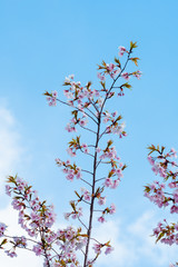 Cherry blossom in spring for background or copy space for text
