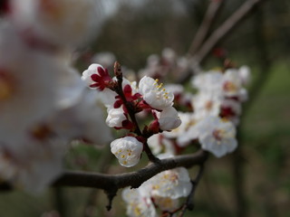blooming cherry branch in spring on a blurry background