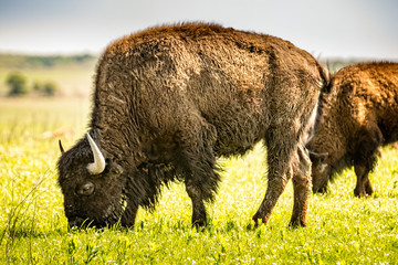 American bison / buffalo, American Tall Grass Prairie Oklahoma USA