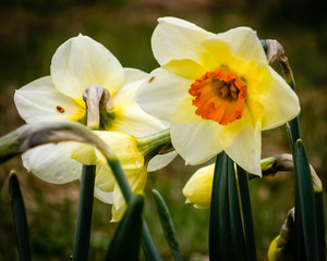 Fototapeta premium Flowering narcissus