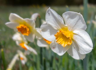 Narcissus flower with visitors.