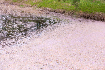 Fallen sakura (cherry blossom) petals in pink, or known as 