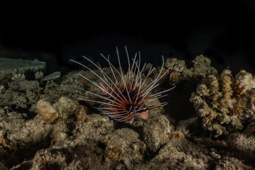 Lion fish in the Red Sea colorful fish, Eilat Israel