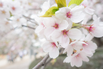 Cherry blossom, or known as sakura blooming during spring at Japan