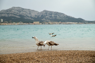 Goélands bruns au bord de la plage, en Méditerranée