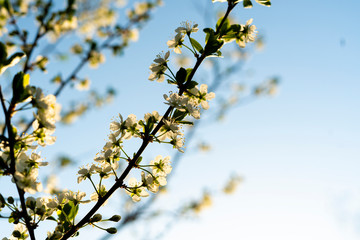 close up young fresh spring blossom or flower of the fruit tree under sun shine, summer time seasons