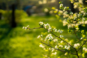close up young fresh spring blossom or flower of the fruit tree under sun shine, summer time seasons
