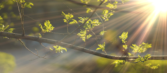 close up photo of young fresh juicy leafs of a tree in the summer season covered with sun beam