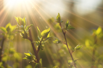 Fototapeta na wymiar close up photo of young fresh juicy leafs of a tree in the summer season covered with sun beam