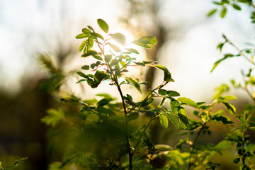 close up photo of young fresh juicy leafs of a tree in the summer season covered with sun beam