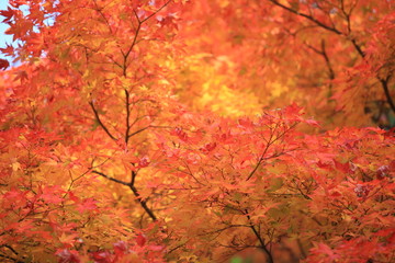 autumn leaves change the color in the japan park view at kyoto