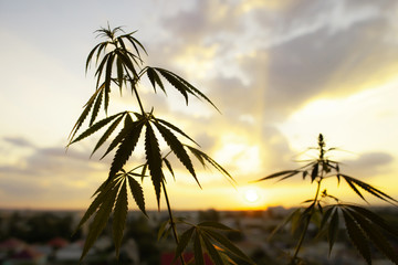 Marijuana, cannabis commercial grow, flowering plant as medicinal medicine, hemp in sunset...