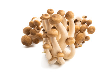Shimeji mushrooms isolated
