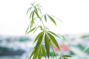 Sunset cannabis field. Marijuana plants, commercial grow. Hemp in sunset sunlight. Concept of...