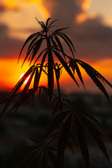 Marijuana, cannabis plants before harvest time in sunshine. Biological and ecological hemp plants...