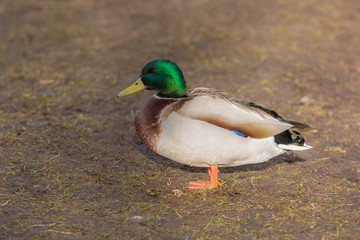 portrait of a duck