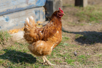 portrait of brown domestic chicken