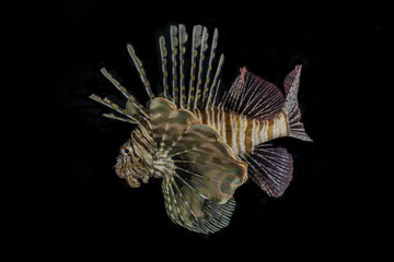 Lion fish in the Red Sea colorful fish, Eilat Israel