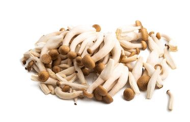 Shimeji mushrooms isolated
