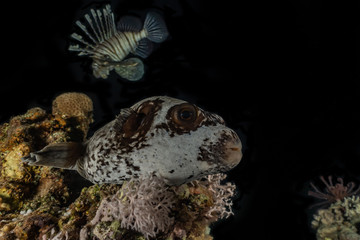 Fish swim in the Red Sea, colorful fish, Eilat Israel