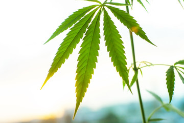 Marijuana, cannabis commercial grow, flowering plant as medicinal medicine, hemp in sunset...