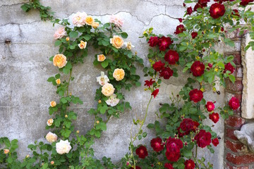 Roses Trail Stone Wall
