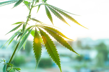 Cannabis commercial grow. Concept of herbal alternative medicine, CBD oil. Biological and...