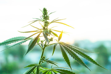 Cannabis commercial grow. Concept of herbal alternative medicine, CBD oil. Biological and...