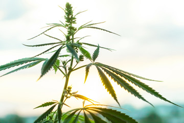 Sunset cannabis field. Marijuana plants, commercial grow. Hemp in sunset sunlight. Concept of...