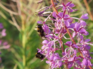 bumblebees in the flowers in the garden
