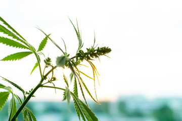 Cannabis commercial grow. Concept of herbal alternative medicine, CBD oil. Biological and...