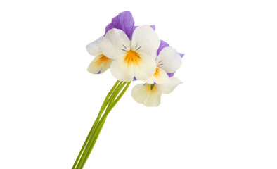 Fototapeta premium pansy flower isolated