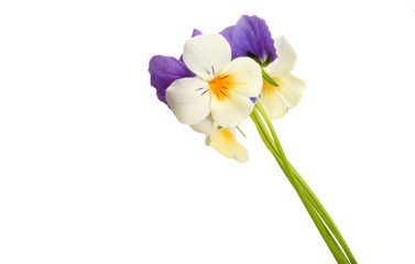 Naklejka premium pansy flower isolated