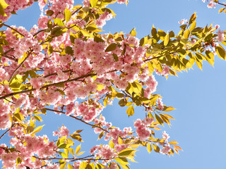 Obraz premium Lovely cherry blossoms in full bloom in Copenhagen, Denmark