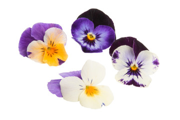 pansy flower isolated