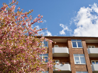Lovely cherry blossoms in full bloom in Copenhagen, Denmark