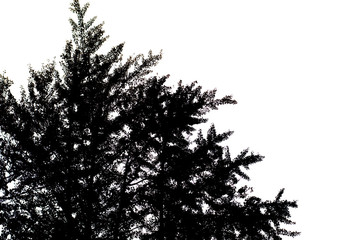 The close up of tree silhouette on white background
